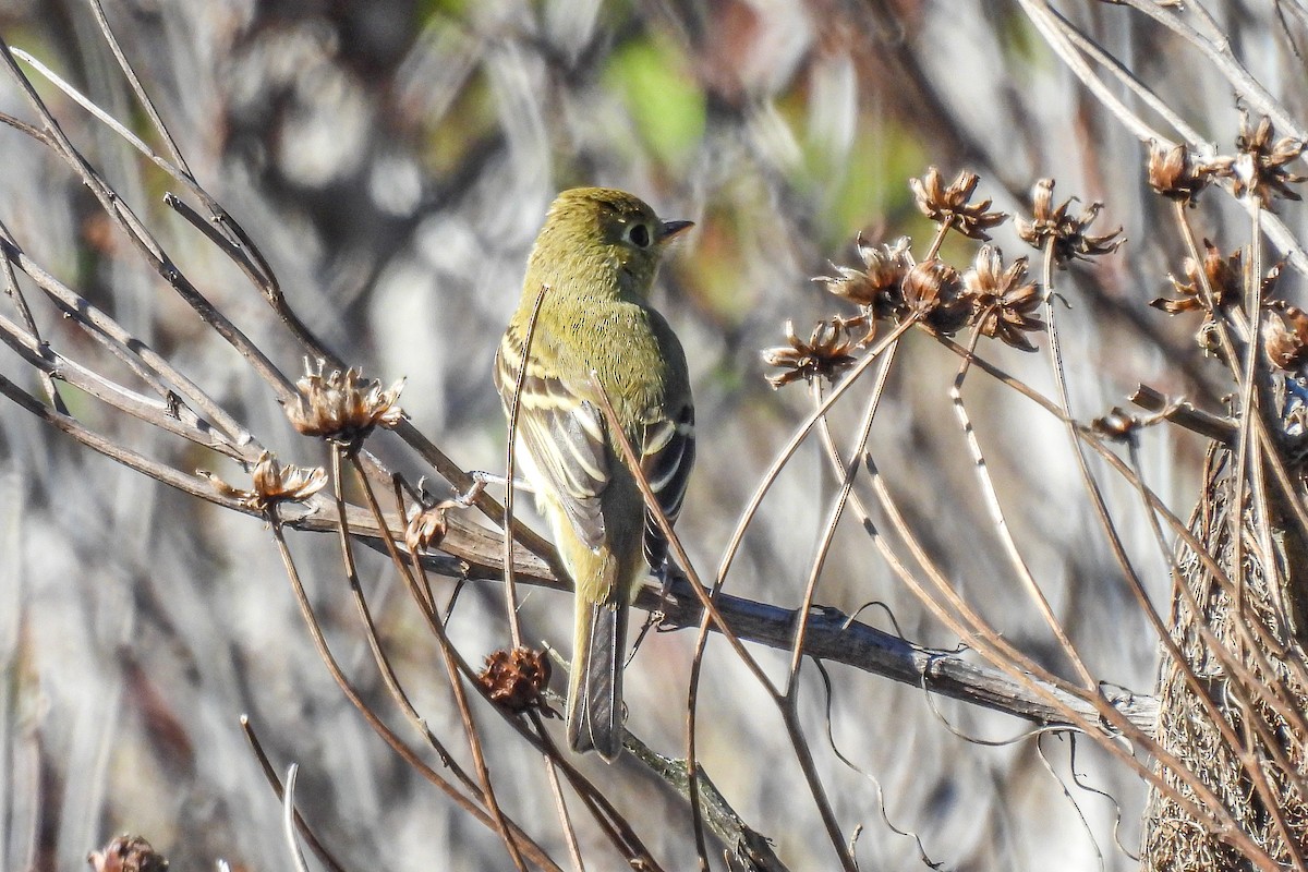 Western Flycatcher (Pacific-slope) - ML643553317