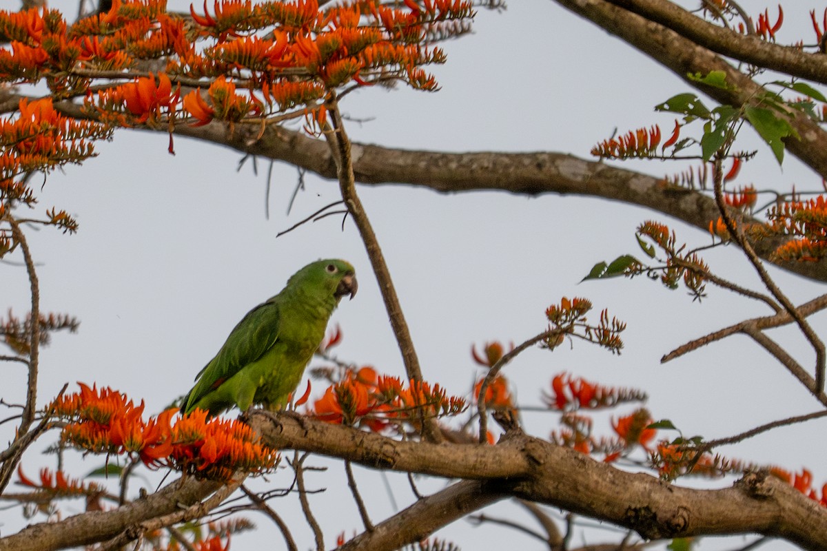 キビタイボウシインコ - ML643553325