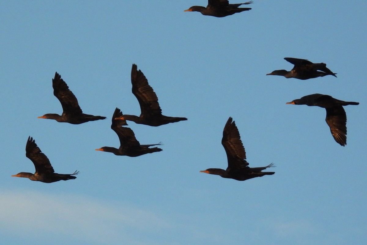 Double-crested Cormorant - ML643553333