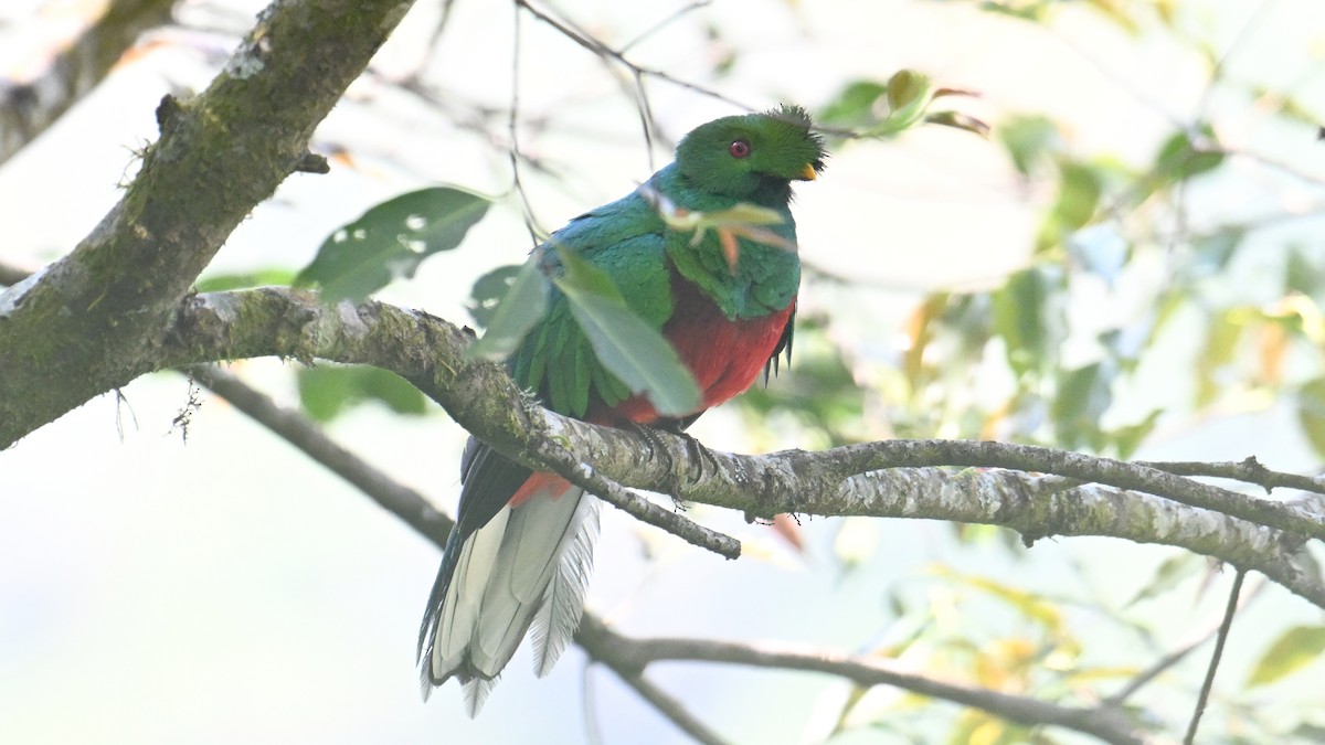 kvesal chocholkatý - ML643553335