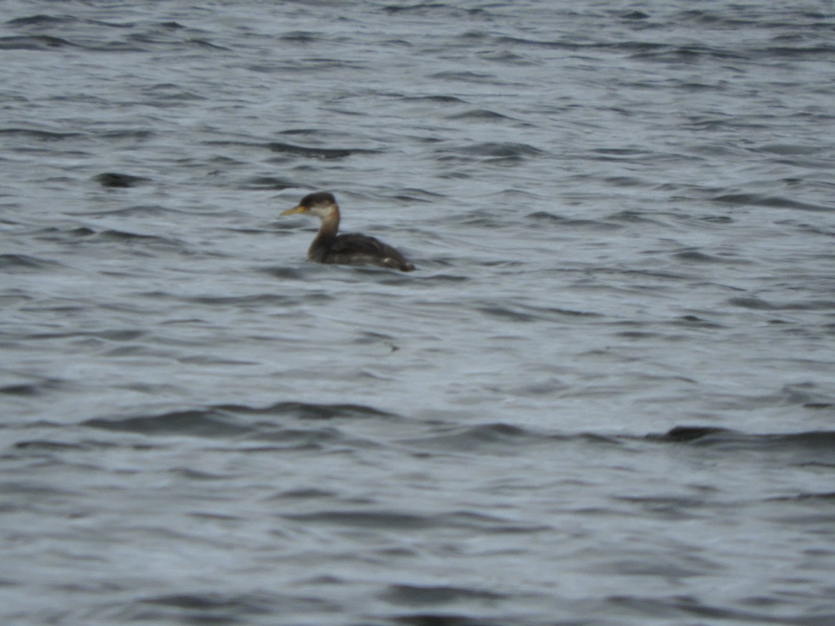 Red-necked Grebe - ML643553336