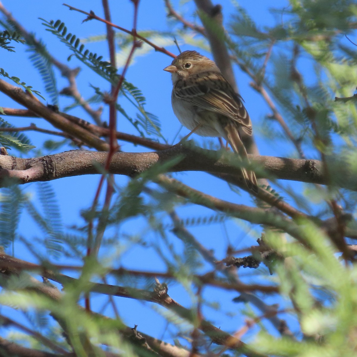 Brewer's Sparrow - ML643553340