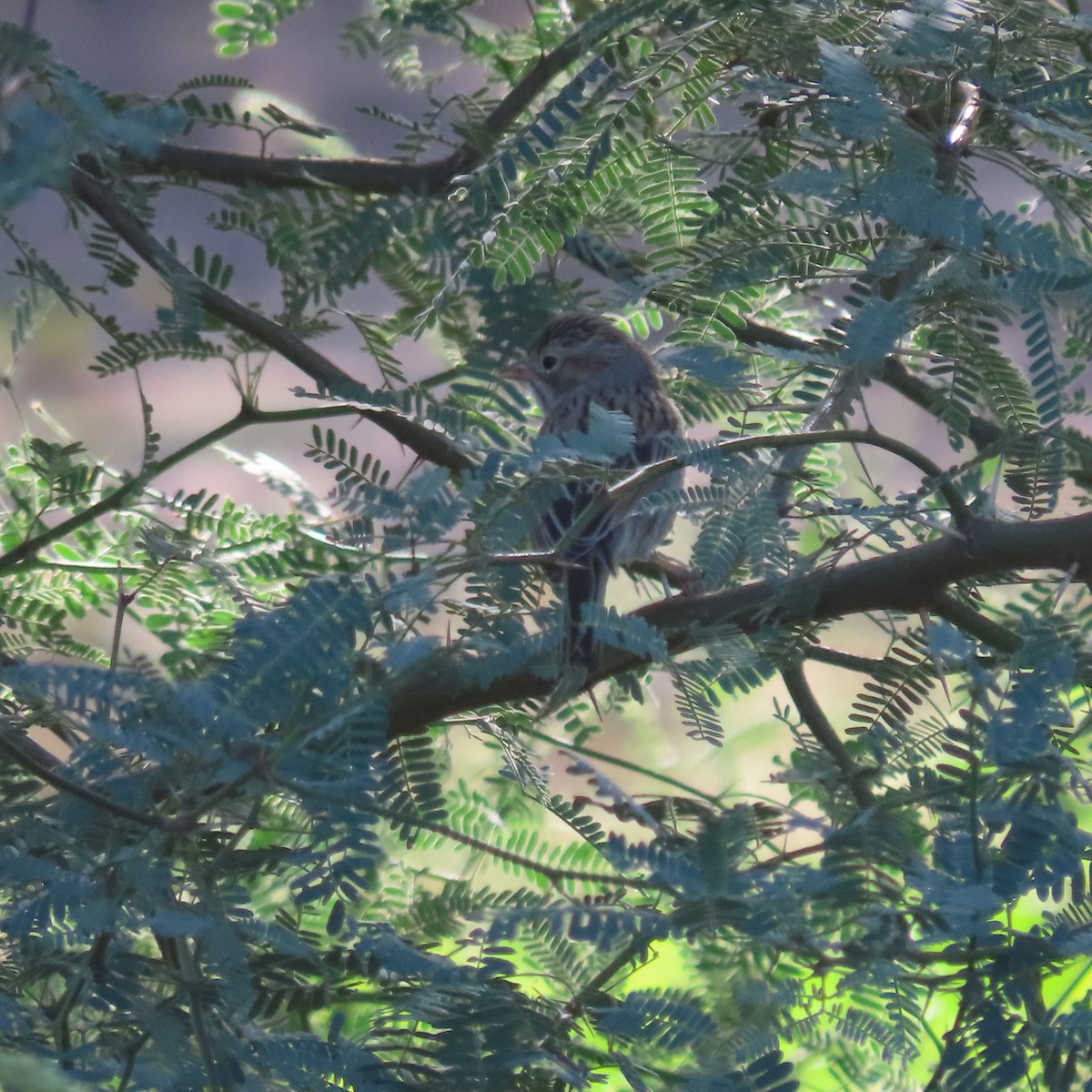 Brewer's Sparrow - ML643553341