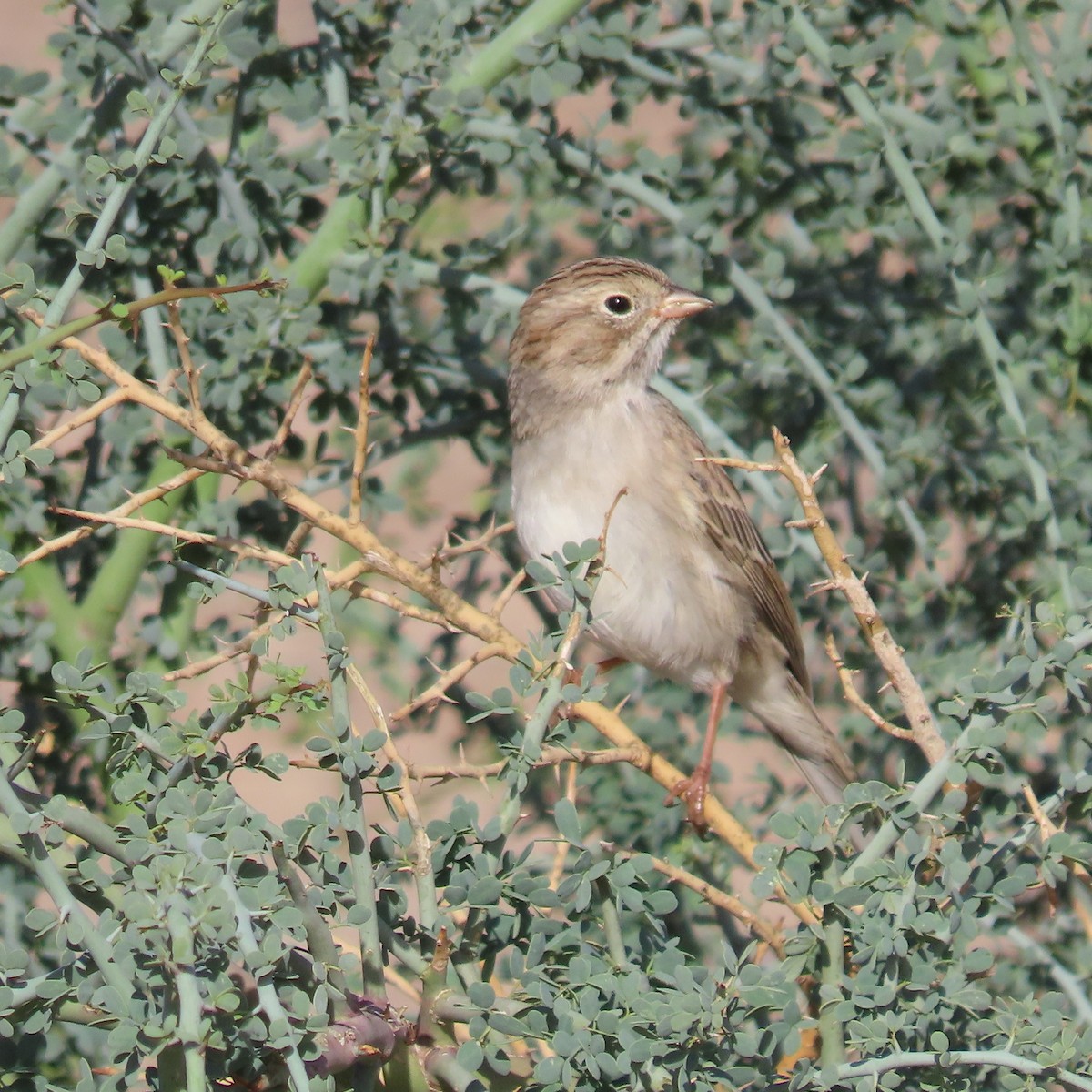 Brewer's Sparrow - ML643553342