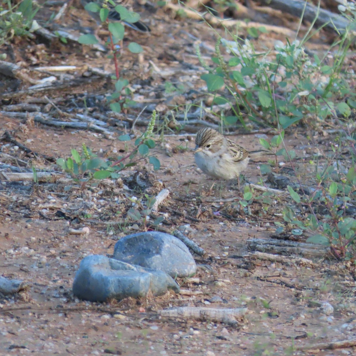 Brewer's Sparrow - ML643553343