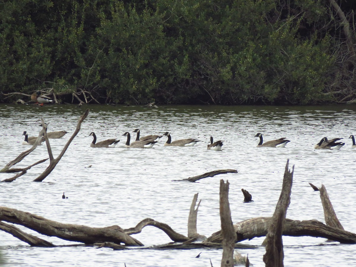 Canada Goose - ML643553344