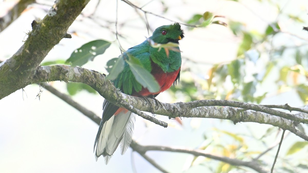 Crested Quetzal - ML643553345