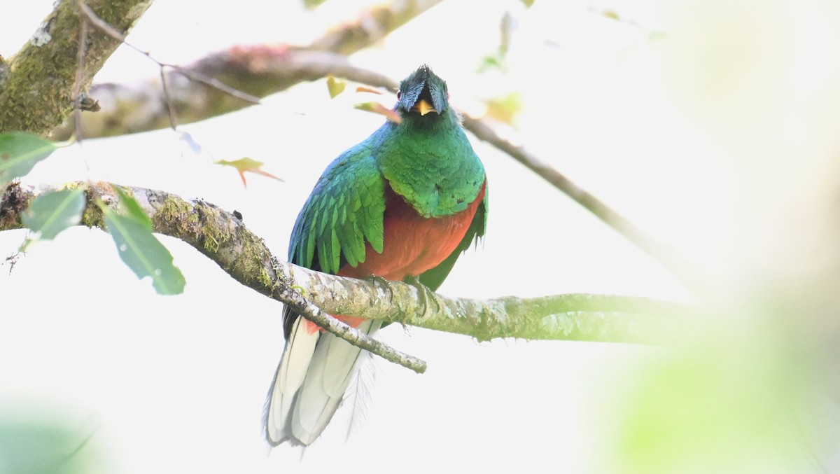 Crested Quetzal - ML643553347