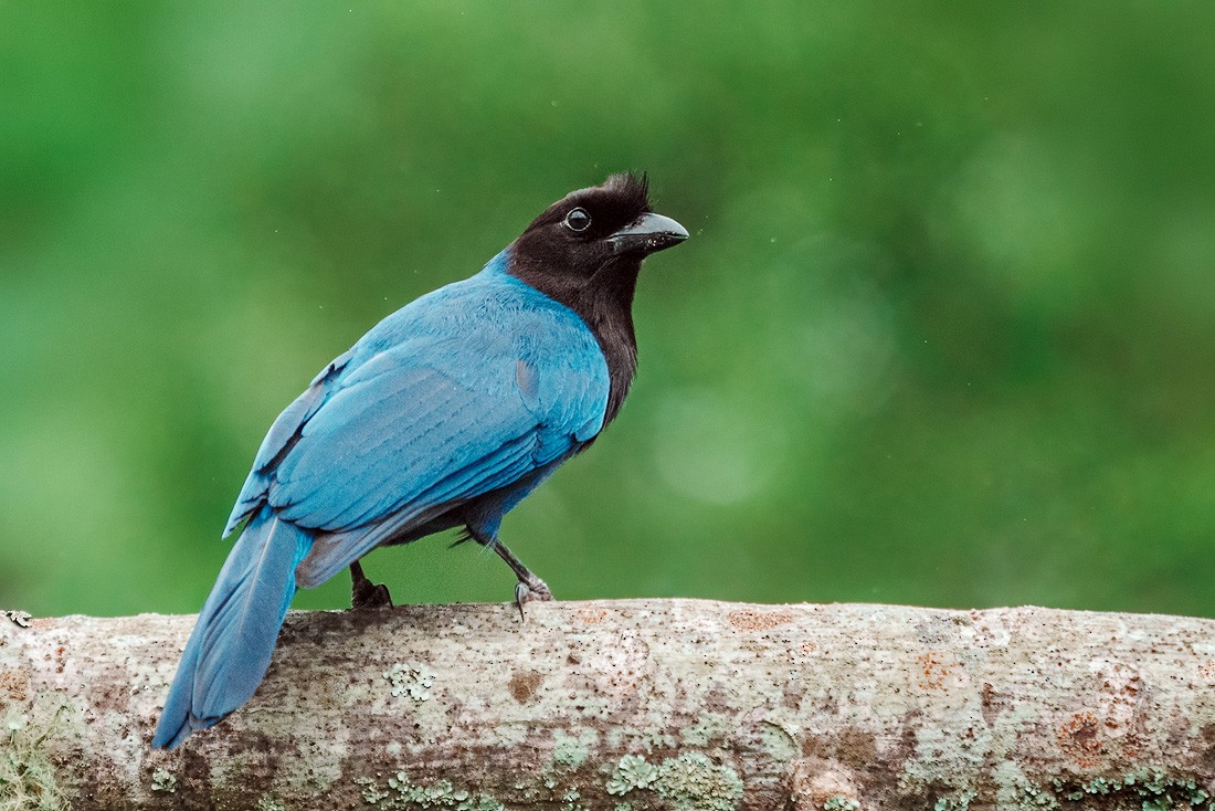 Azure Jay - ML643553348