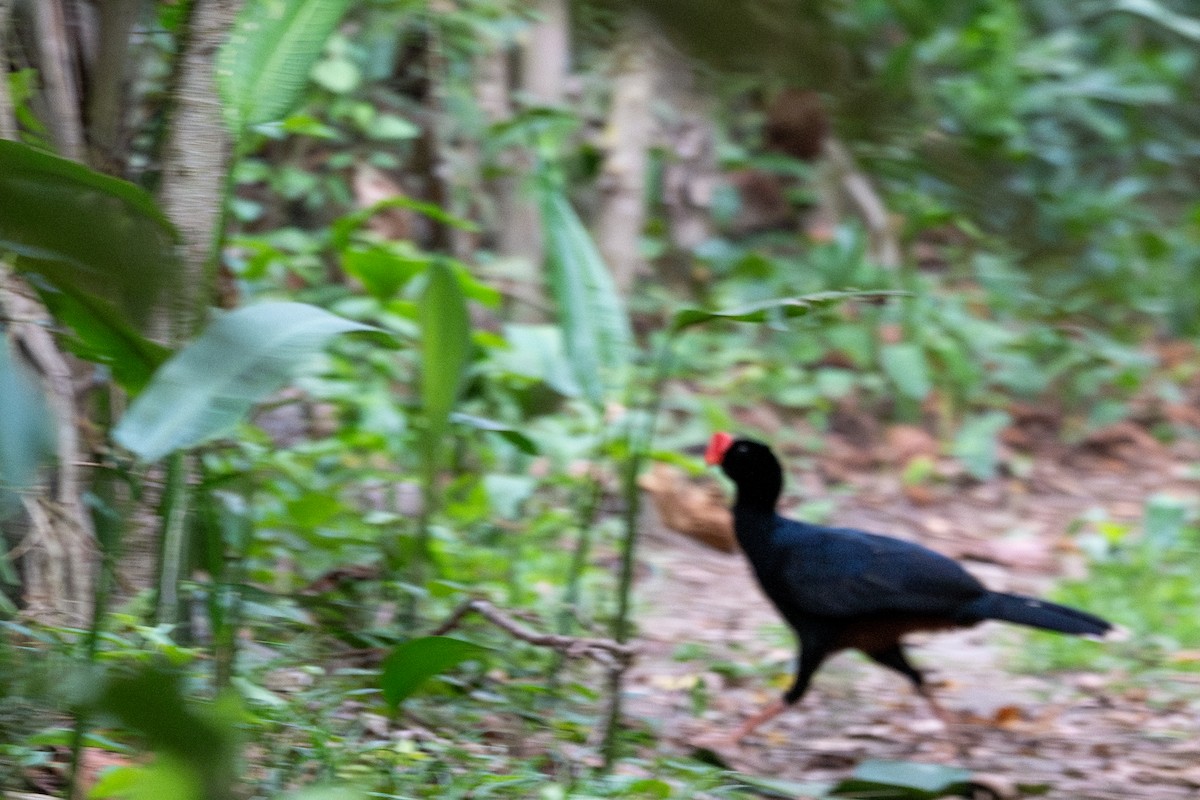 Razor-billed Curassow - ML643553349