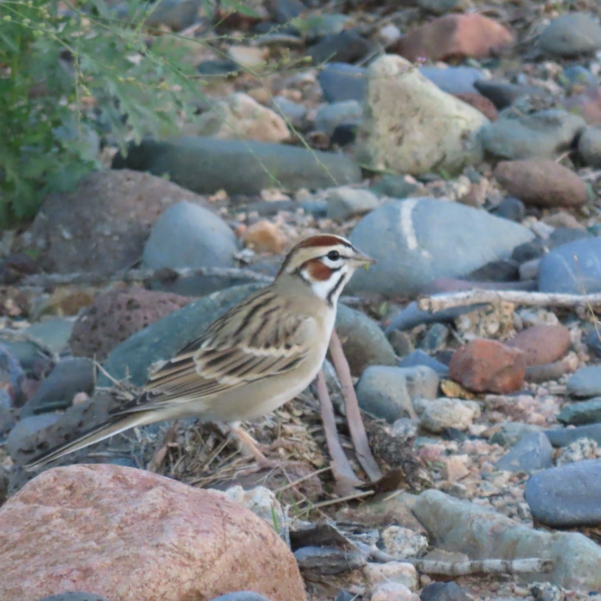 Lark Sparrow - ML643553354