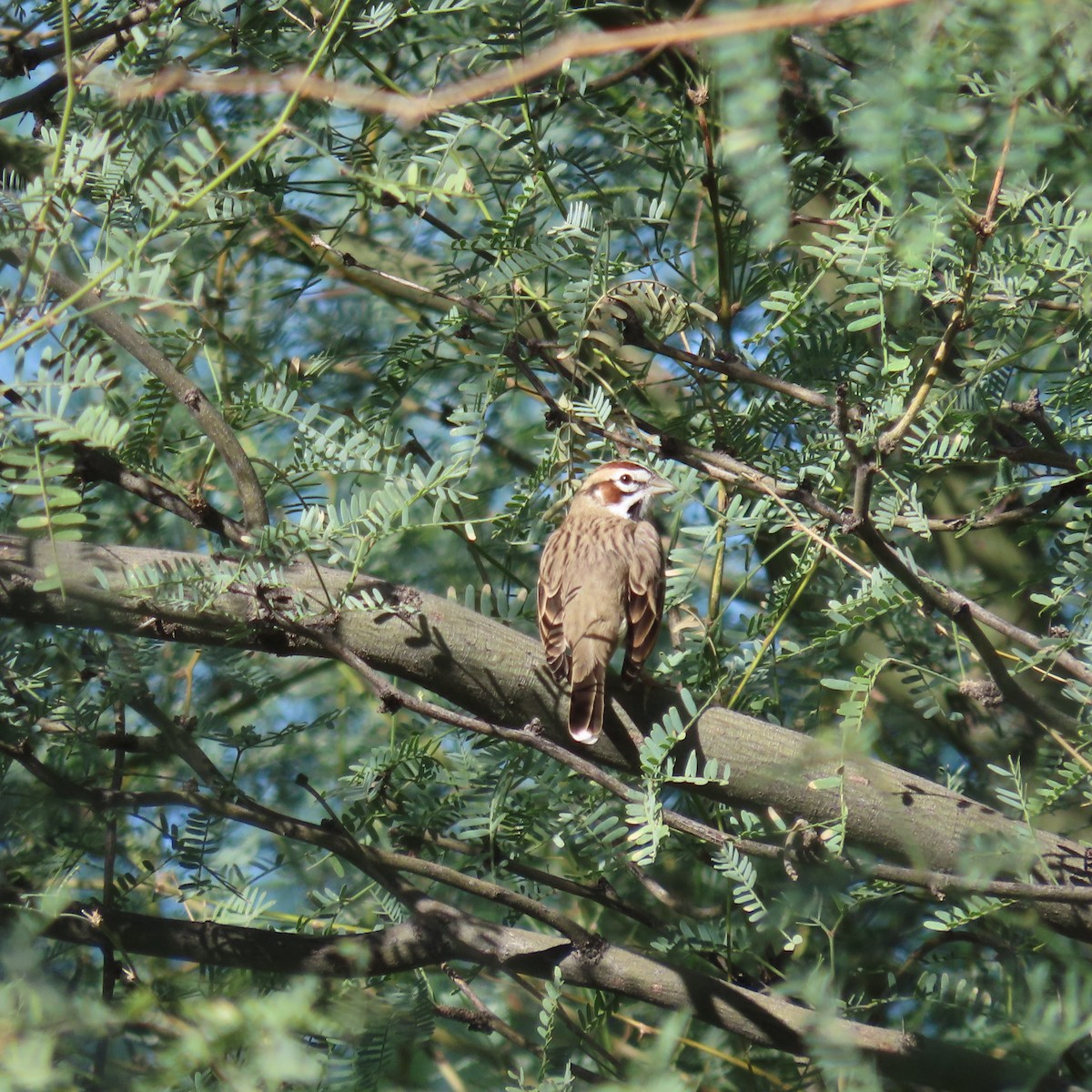 Lark Sparrow - ML643553355
