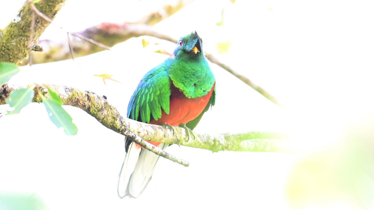 Crested Quetzal - ML643553356