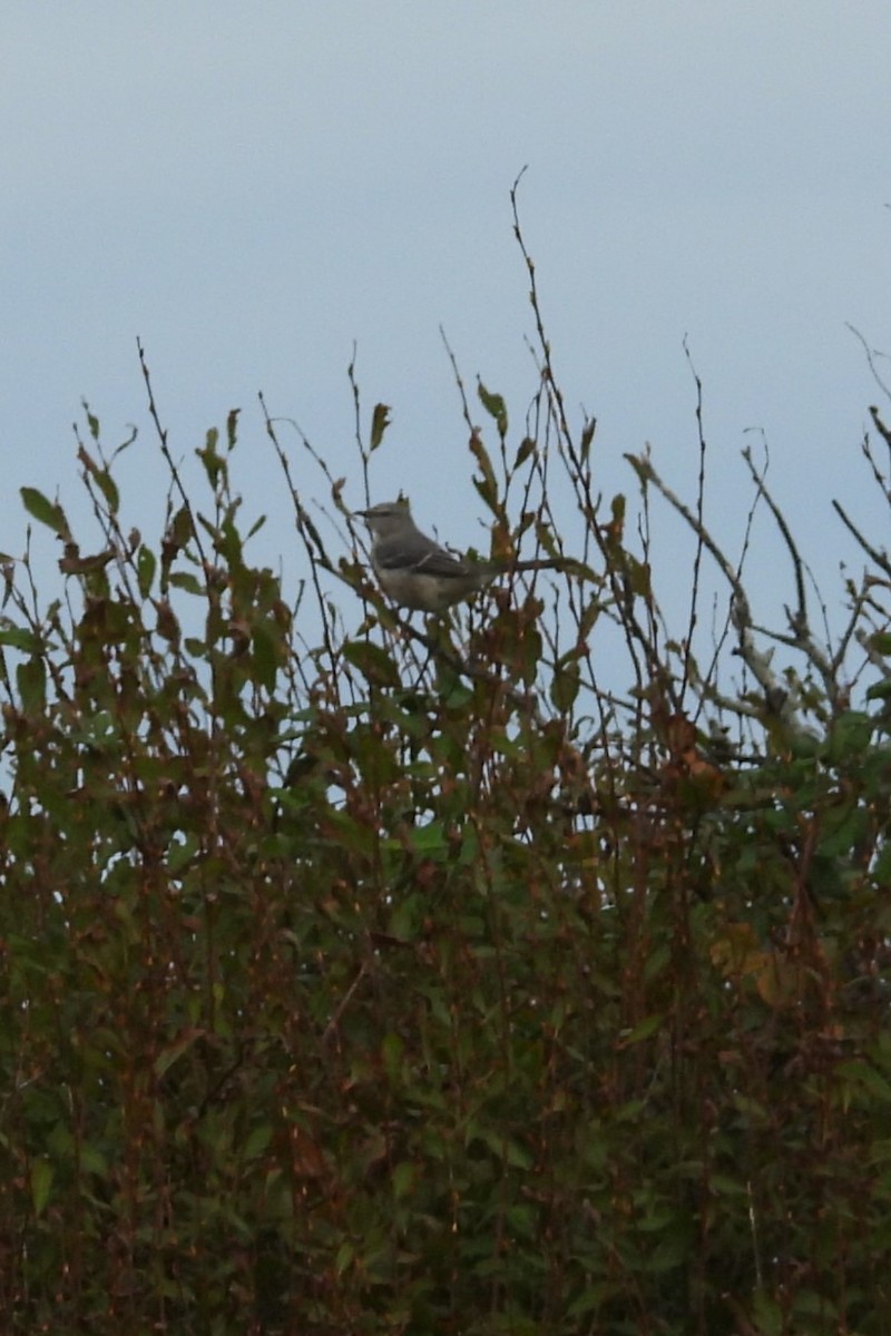 Northern Mockingbird - ML643553357