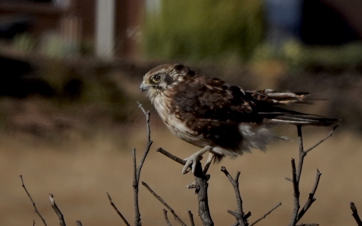 Brown Falcon - ML643553358