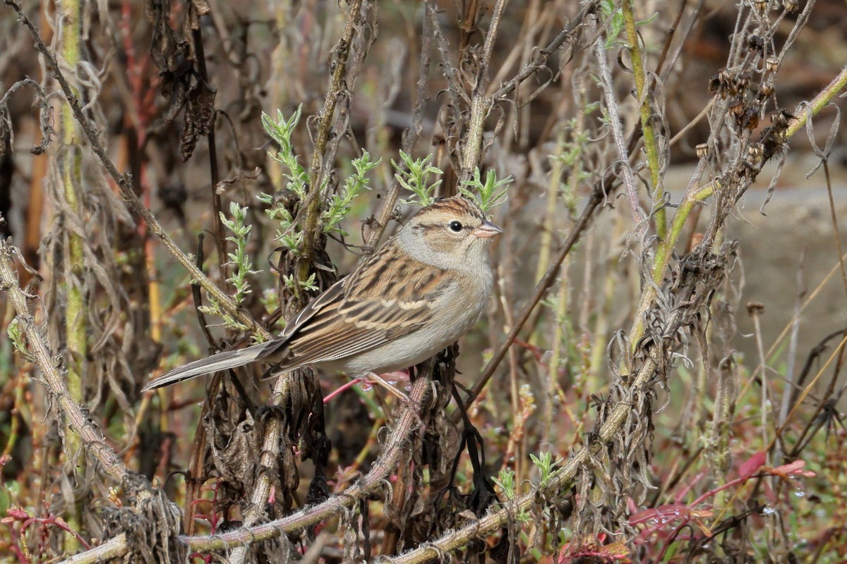 Chipping Sparrow - ML643553359