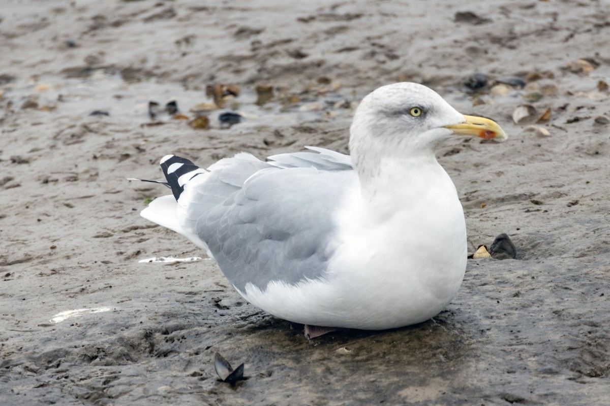 European Herring Gull - ML643553362