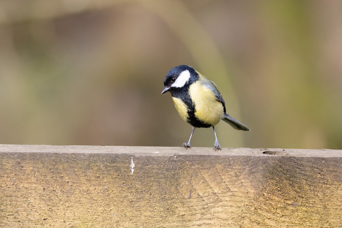 Great Tit - ML643553363