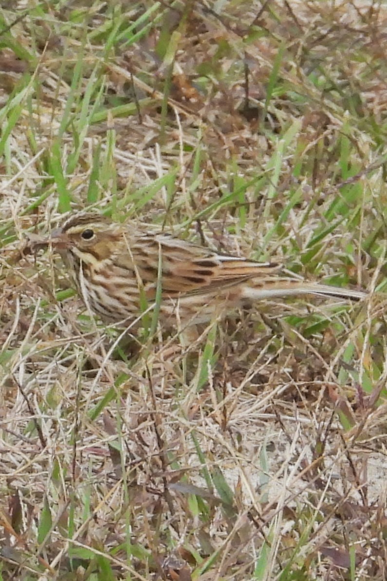 稀樹草鵐 - ML643553365