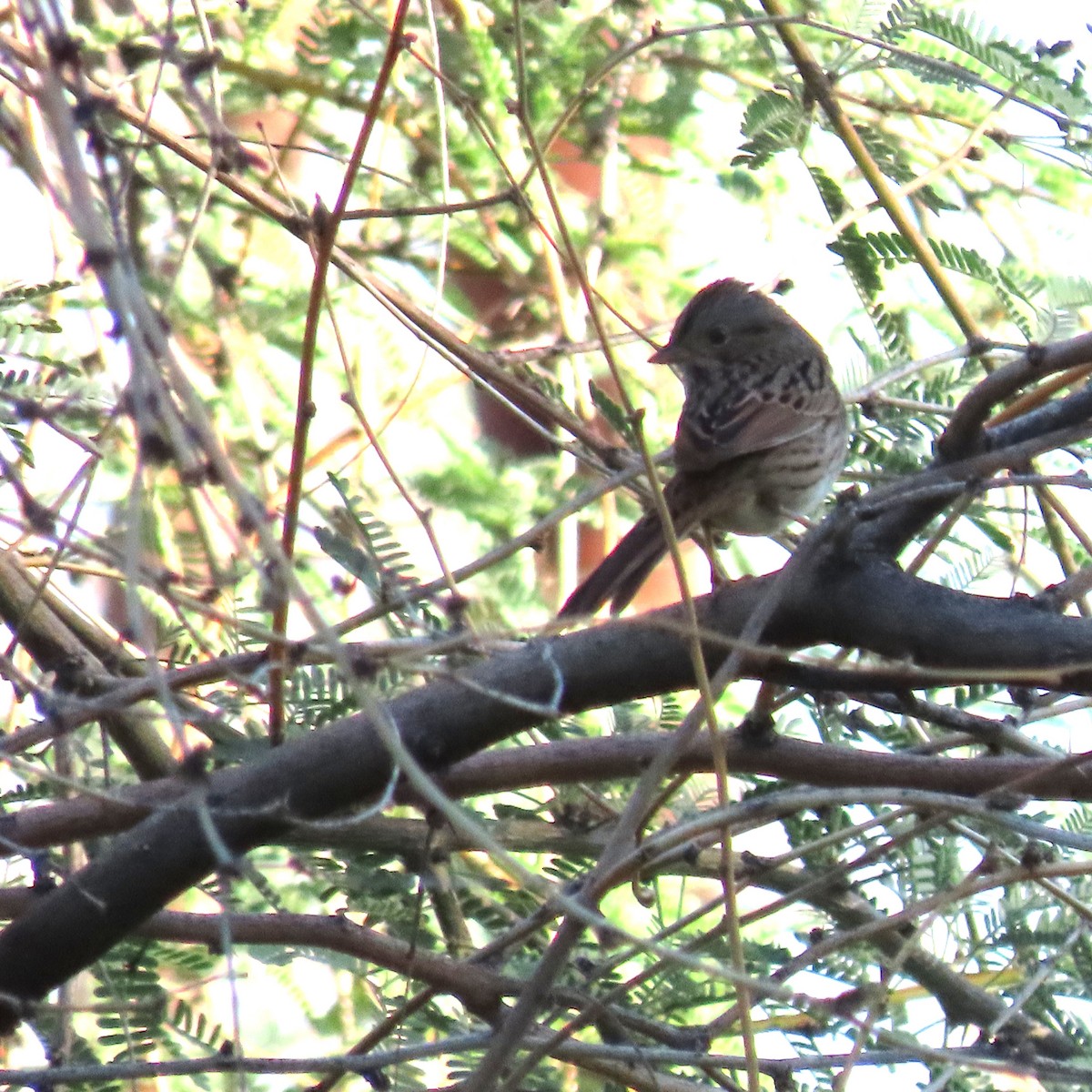 Lincoln's Sparrow - ML643553367