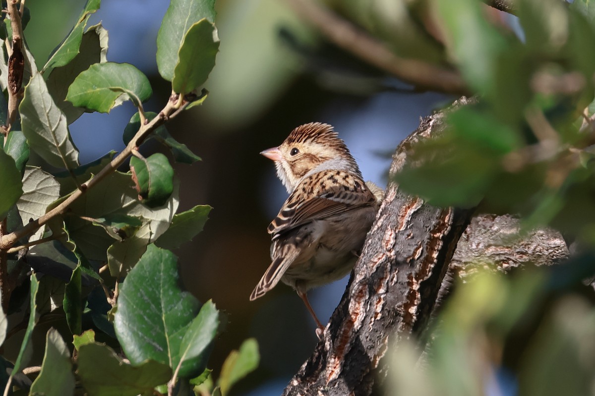 Clay-colored Sparrow - ML643553369