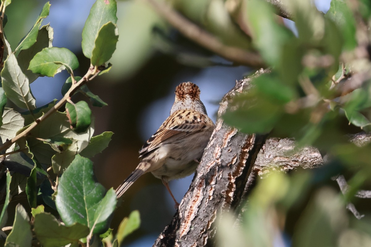 Clay-colored Sparrow - ML643553370