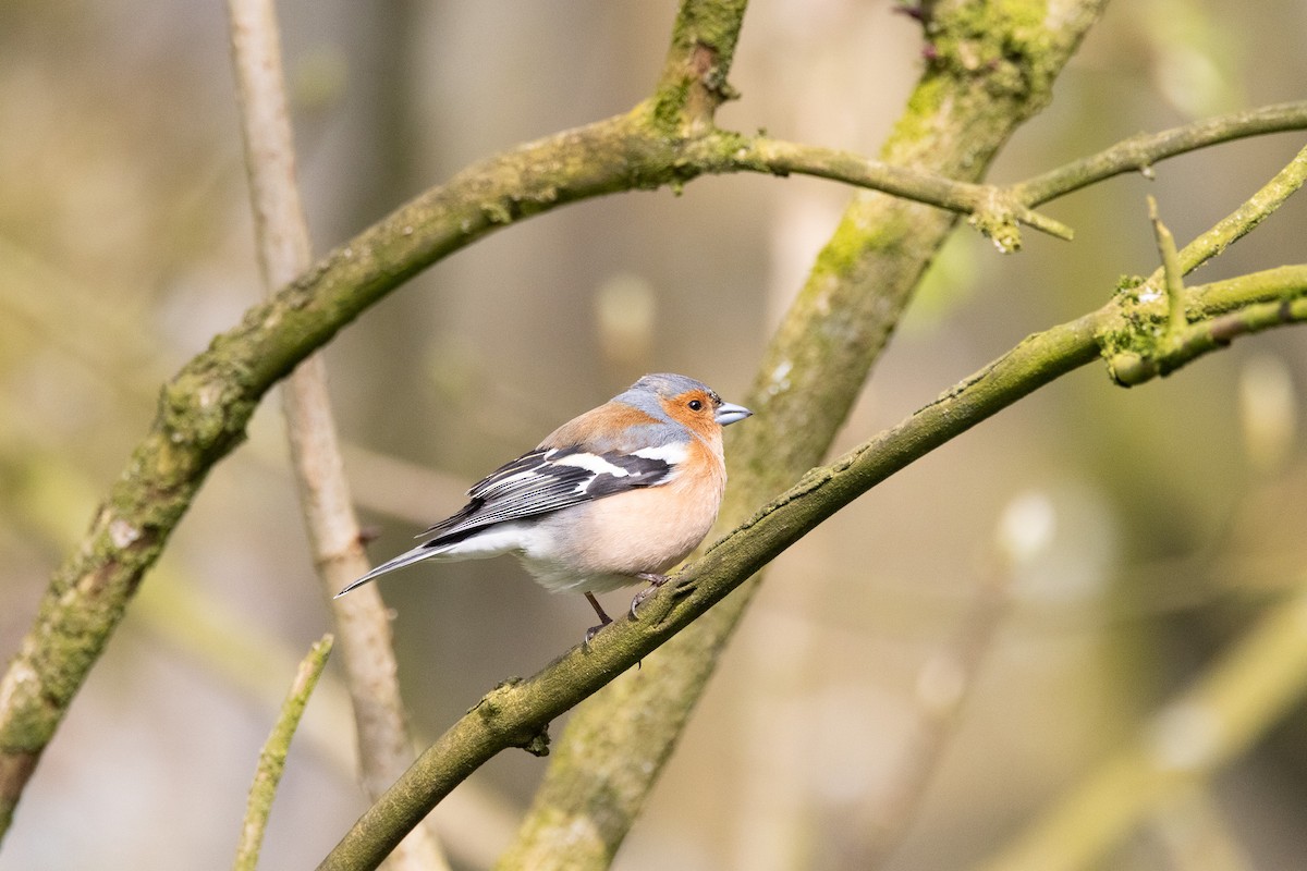 Common Chaffinch - ML643553371