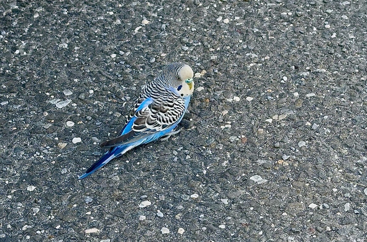 Budgerigar - ML643553391