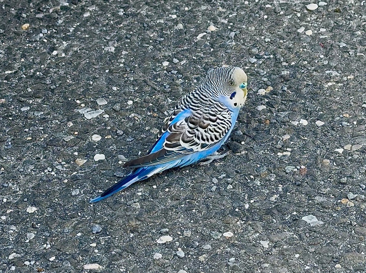 Budgerigar - ML643553392
