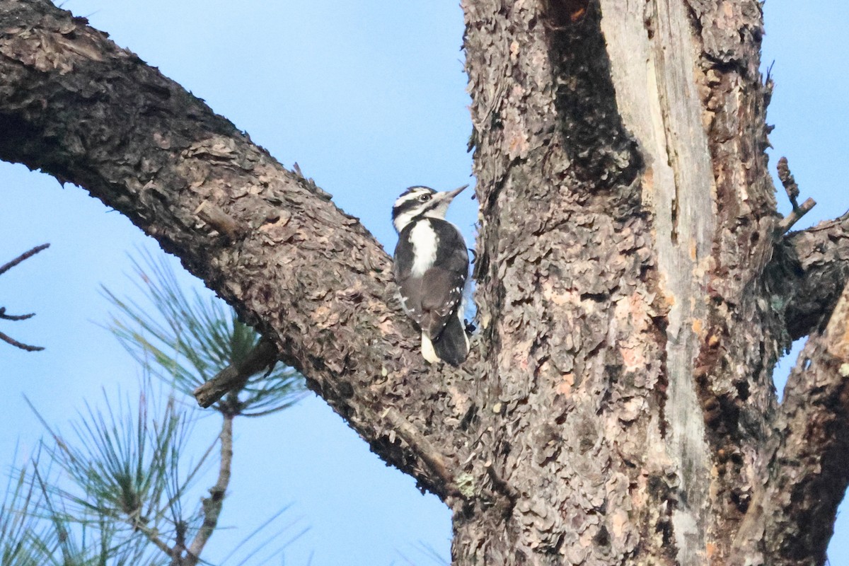 Hairy Woodpecker - ML643553408