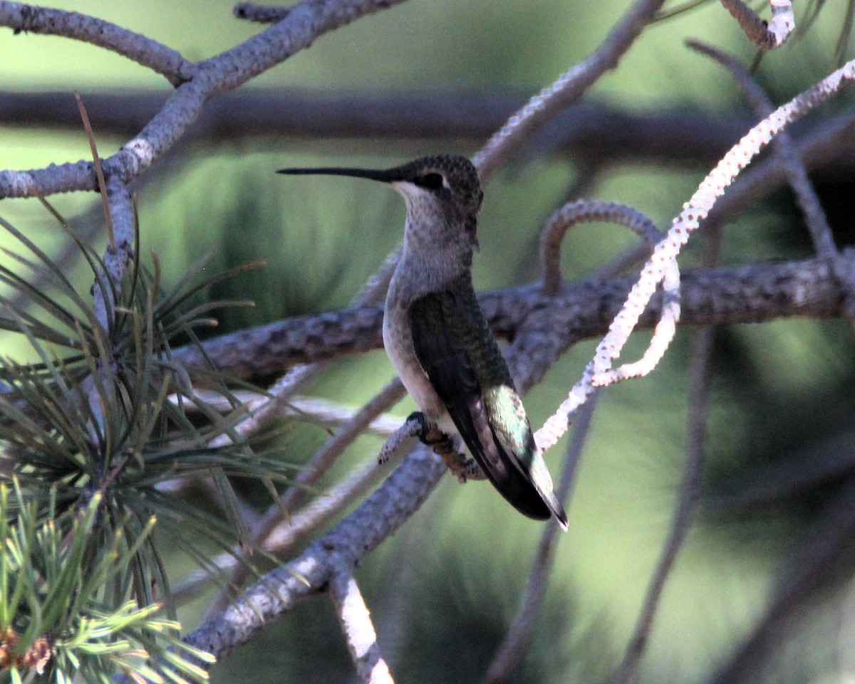 Black-chinned Hummingbird - ML643553423