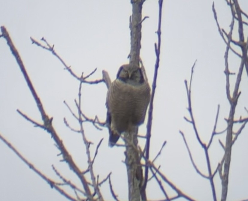 Northern Hawk Owl - ML643553430