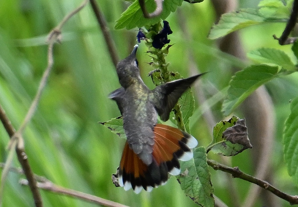 Ruby-topaz Hummingbird - ML643553450