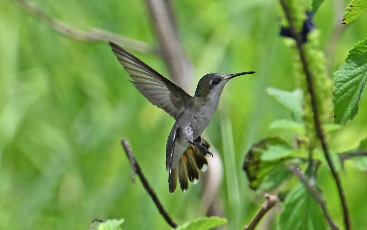 Ruby-topaz Hummingbird - ML643553451