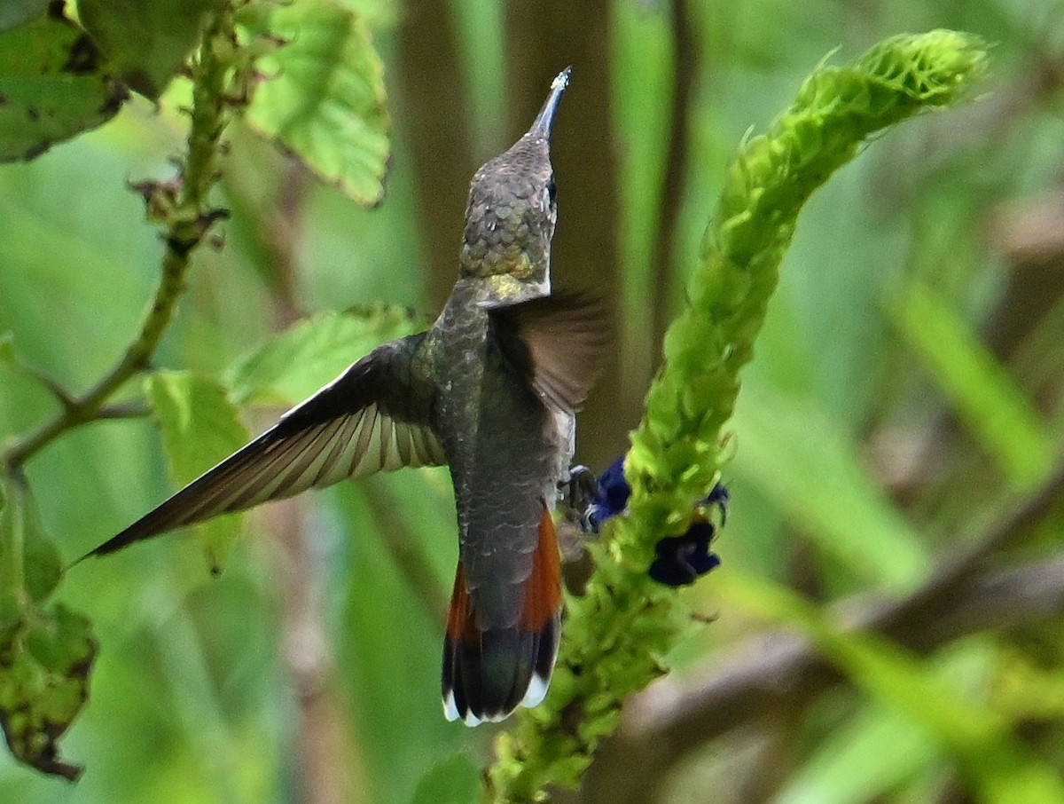 Ruby-topaz Hummingbird - ML643553452