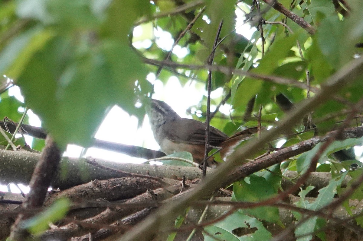 Isthmian Wren - ML643553458