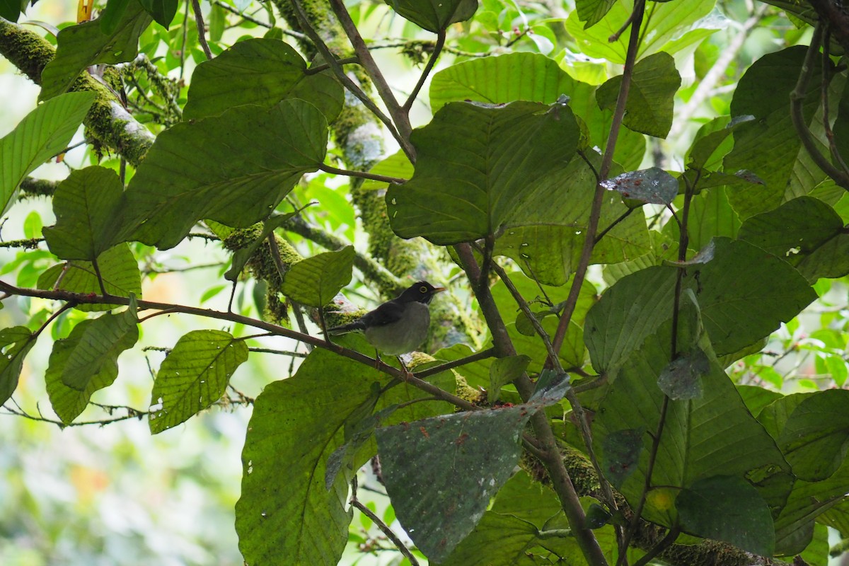 White-throated Thrush - ML643553460