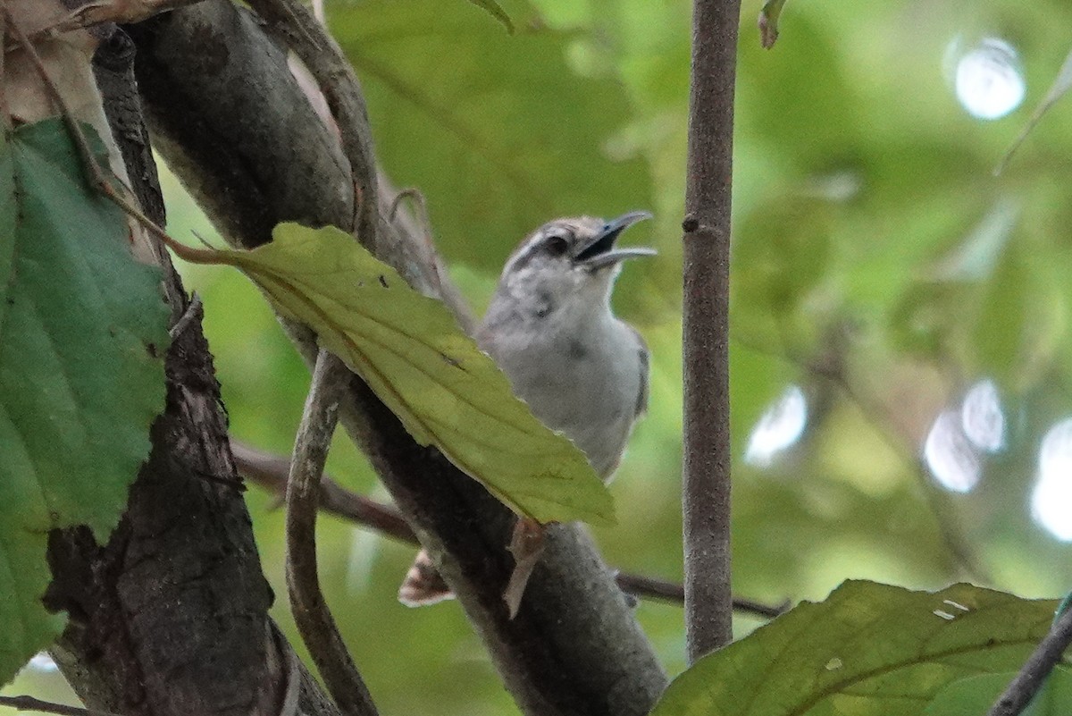Isthmian Wren - ML643553465