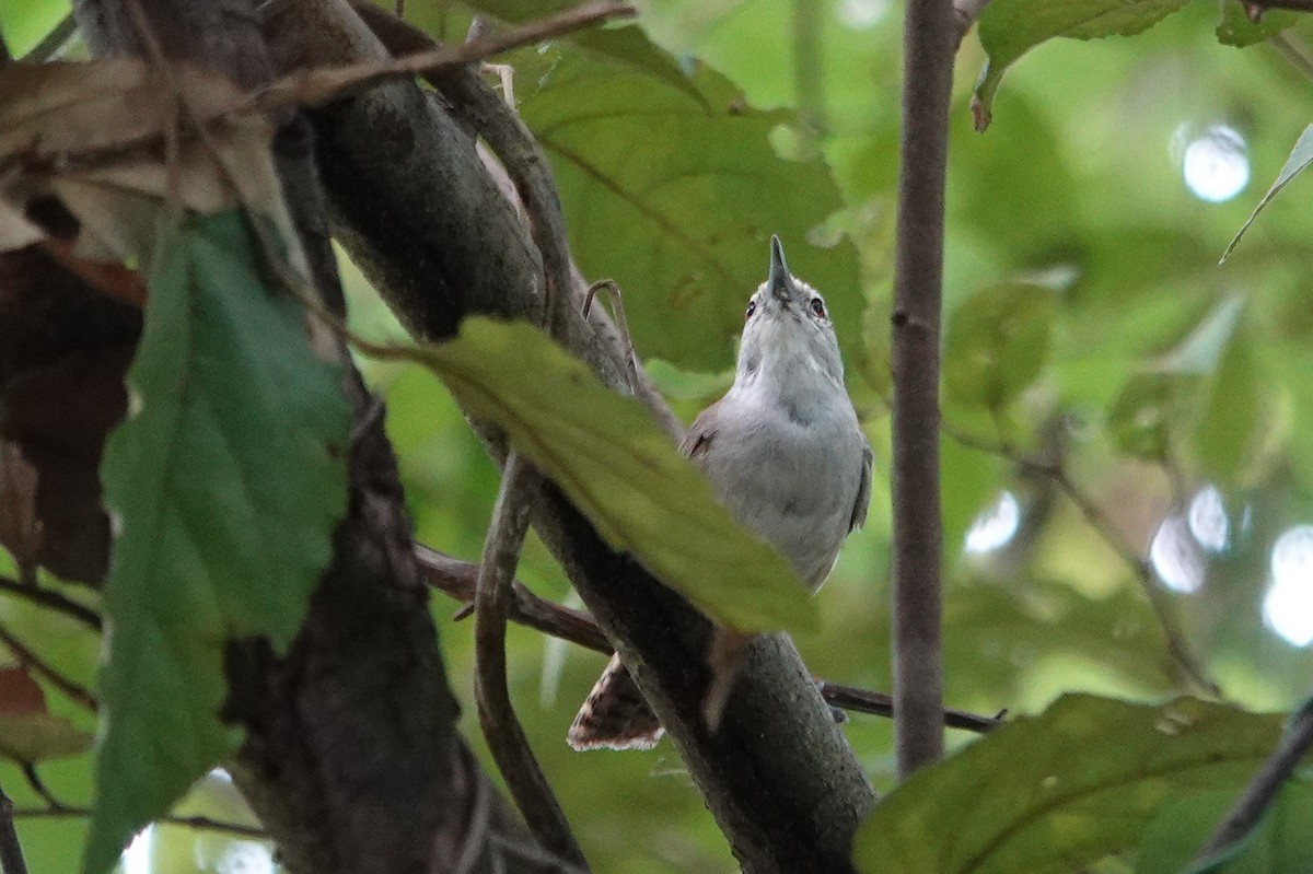 Isthmian Wren - ML643553466