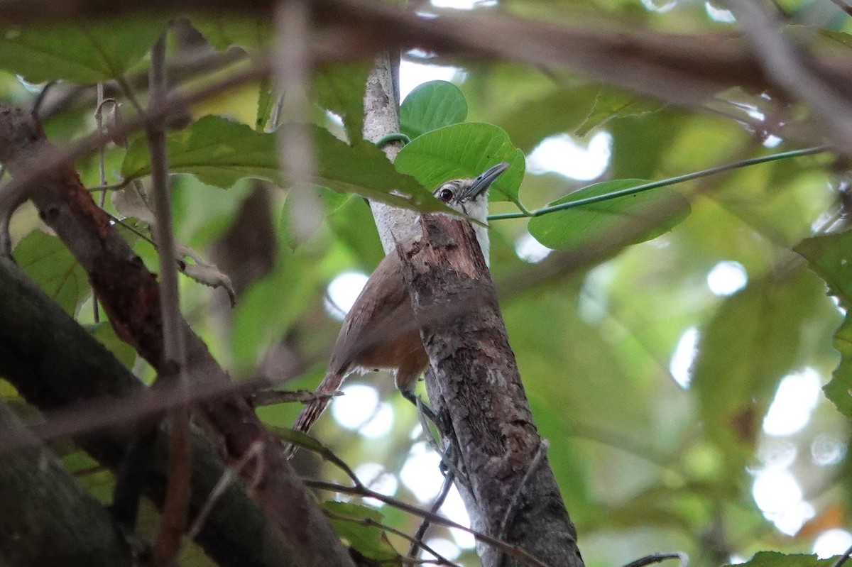 Isthmian Wren - ML643553467