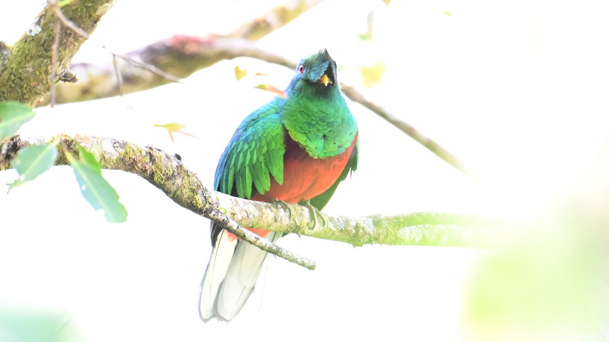 Quetzal Crestado - ML643553486