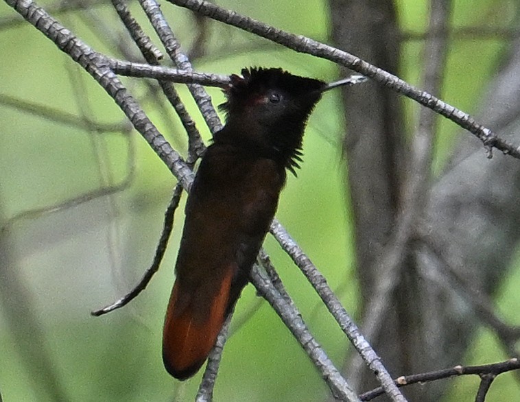 Colibrí Rubí - ML643553502
