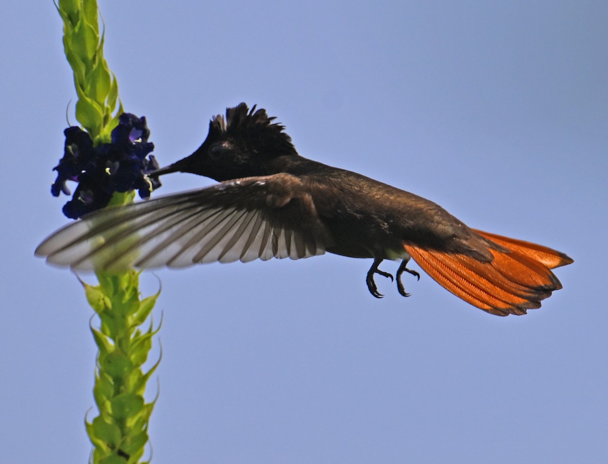 Colibrí Rubí - ML643553503