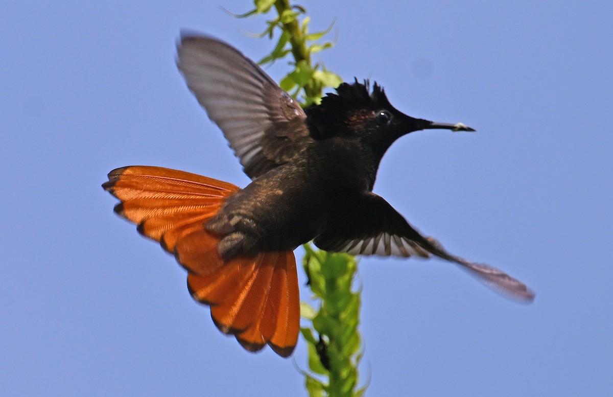 Colibrí Rubí - ML643553504
