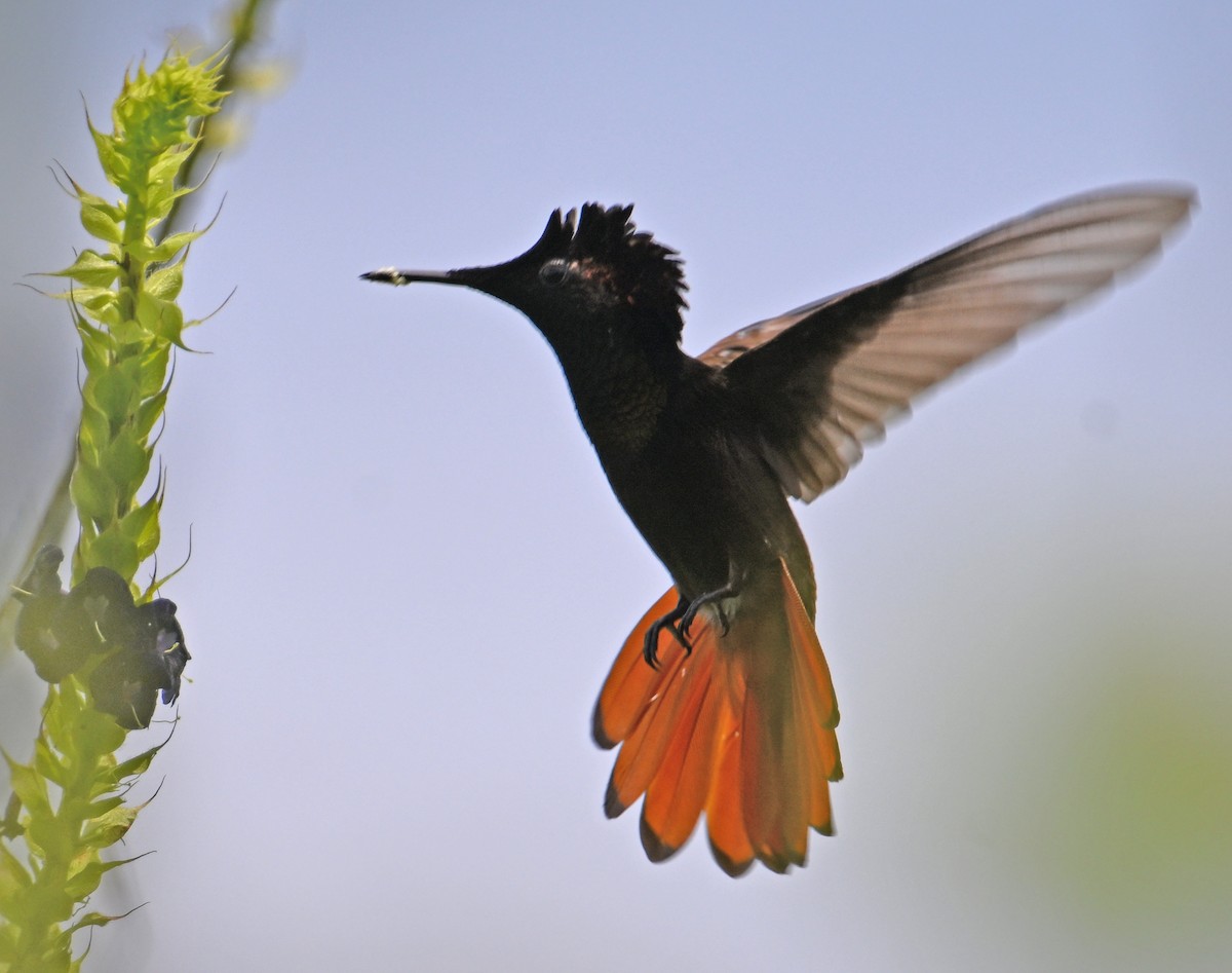 Colibrí Rubí - ML643553505