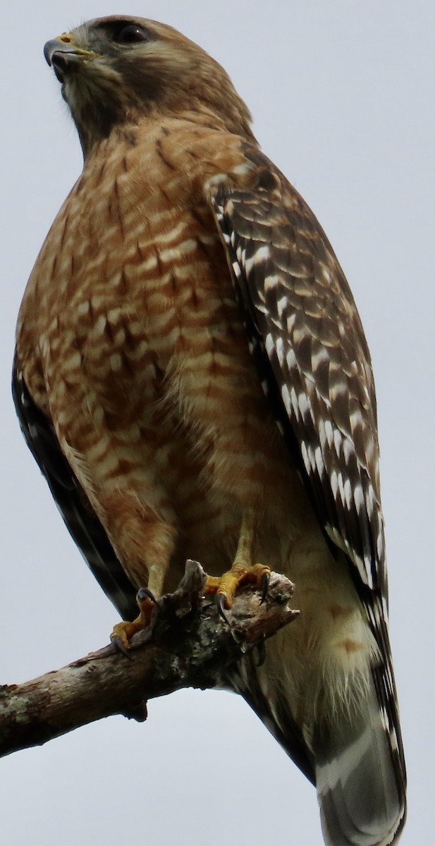 カタアカノスリ - ML643553509