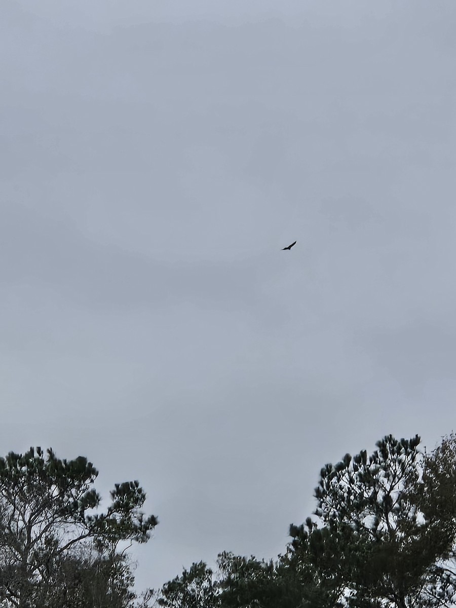 Turkey Vulture - ML643553522