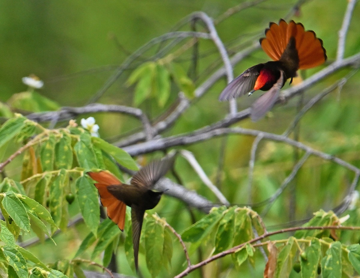 Ruby-topaz Hummingbird - ML643553579