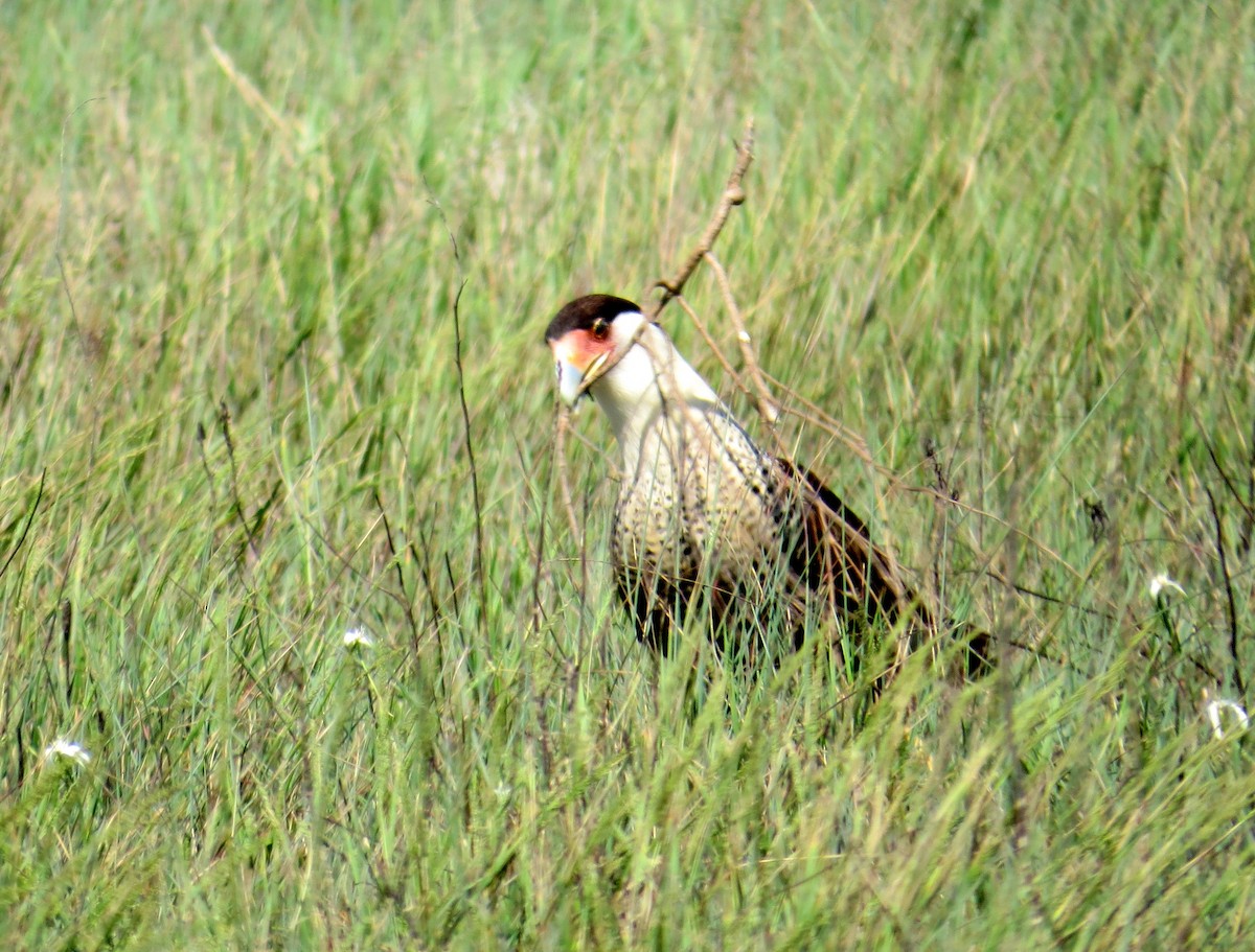Caracara Carancho - ML643553580