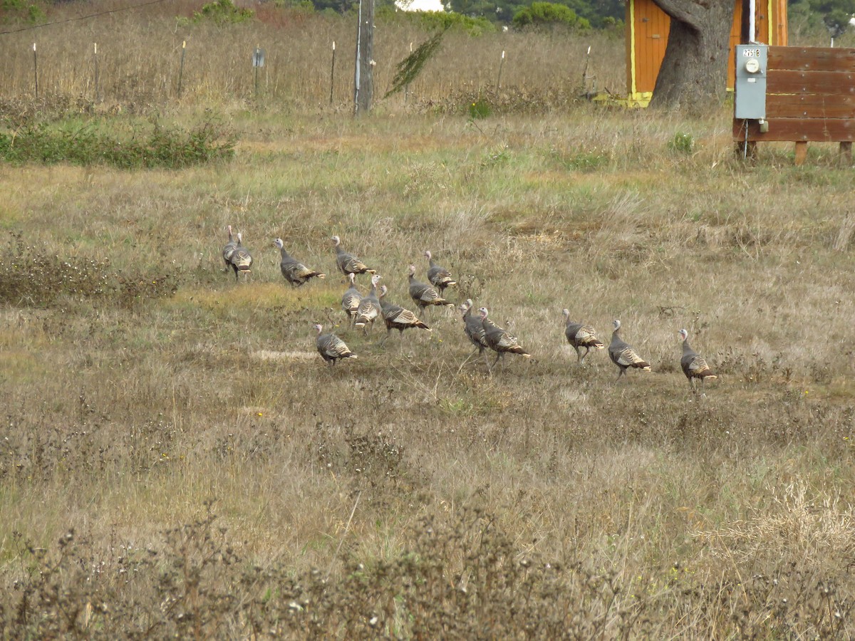 Guajolote Gallipavo - ML643553581
